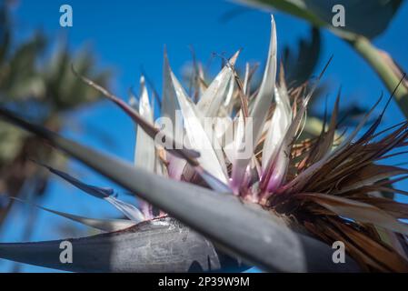 Hauptsächlich verschwommene tropische Blumen im Nahbereich. Weißer Paradiesvogel-Baum Stockfoto