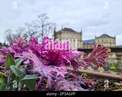 Coburg, Deutschland. 05. März 2023. Die Überreste der Pflanzen in den städtischen Gartenbeeten des Ehrenburger Schlosses bringen Farbe ins Bild. Für heute wird leichter Schneefall vom Wetterdienst vorhergesagt. Kredit: Pia Bayer/dpa/Alamy Live News Stockfoto