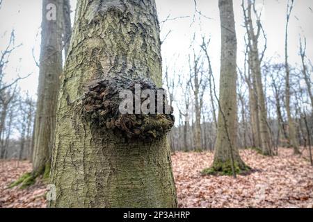 Natürliche Frühlingszeit Weitwinkelaufnahme an einem Baum mit einer Art Tumorkrebs Wachstum im Wald Stockfoto
