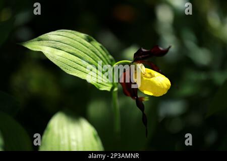 (Cypripedium calceolus), allgemein bekannt als gelber Frauenschuh Stockfoto