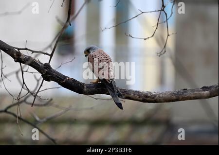 Wien, Österreich. Kestrel (Falco tinnunculus) sitzt auf einem Ast Stockfoto