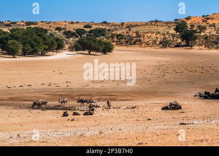 Südafrikanisches Oryx und blaues Gnus in Wüstenlandschaft im Kgalagadi-Grenzpark, Südafrika; Specie Oryx Gazella und Specie Connochaetes ta Stockfoto