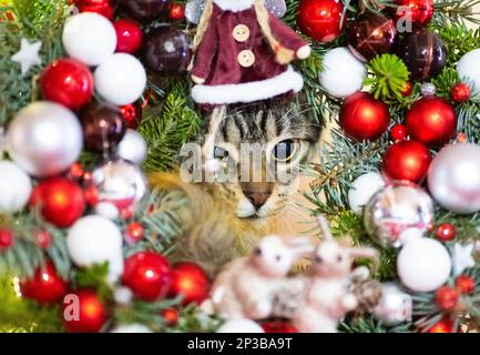 Katze mit Weihnachtsschmuck, festliches, saisonales, dekoratives Foto von einem Haustier, Weihnachten Stockfoto