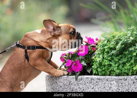 Süße französische Bulldogge, die draußen Blumen leckt und schnüffelt Stockfoto