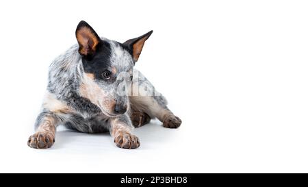 Scheußlicher blauer Fersenhund oder australischer Hund, der auf weißem Hintergrund liegt. Speicherplatz kopieren Stockfoto