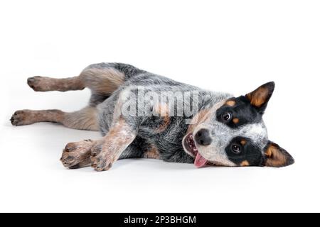 Lustiges Hündchen mit australischem Rinderhund oder blauem Fersenhund, das sich hinlegt und auf weißem Hintergrund spielt Stockfoto