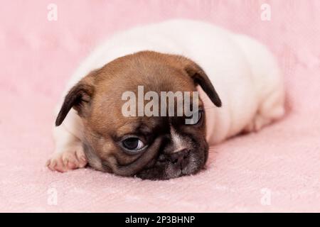 Süßes, schläfriges Hündchen mit französischer Bulldogge, das auf einer rosa Decke liegt Stockfoto