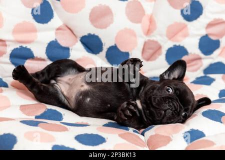 Süßes, schwarzes Hündchen mit französischer Bulldogge spielt Yoga-Pose Stockfoto