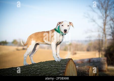 Ein weißer Welpe, der auf einem Baum steht Stockfoto