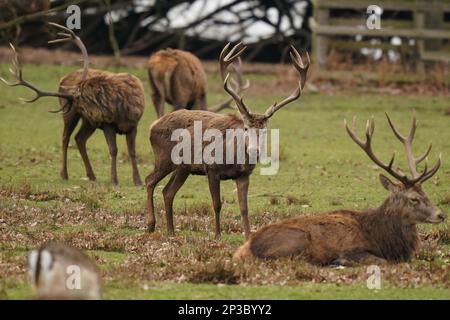 Herden von Rot- und Damhirschen im Bradgate Park in Leicestershire. Foto: Sonntag, 5. März 2023. Stockfoto