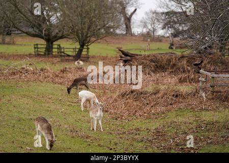 Herden von Rot- und Damhirschen im Bradgate Park in Leicestershire. Foto: Sonntag, 5. März 2023. Stockfoto