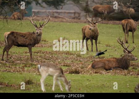 Herden von Rot- und Damhirschen im Bradgate Park in Leicestershire. Foto: Sonntag, 5. März 2023. Stockfoto