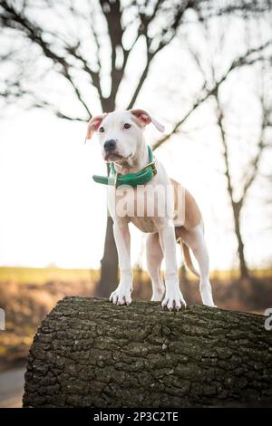 Ein weißer Welpe, der auf einem Baum steht Stockfoto