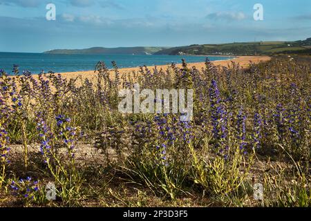 Teppich von Viper's Bugloss auf Slapton Sands; Start Bay; Devon Stockfoto