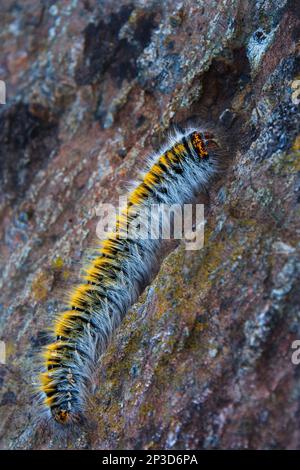 Raupe/Larven der Graseiermotte ((Lasiocampa trifolii); vor Steinhintergrund; Cornwall Stockfoto