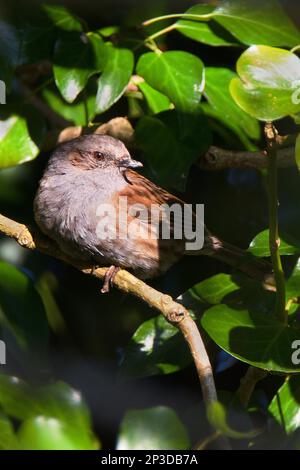 Dunnocks sind auch als „Heckenspatzen“ bekannt, gehören aber nicht zur Sparrow-Familie, sondern sind eine der Akzentorfamilien der Vögel. Ungewöhnlich, beide Mal Stockfoto