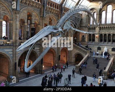 Blauwal-Skelett im Natural History Museum, London, England, Großbritannien Stockfoto