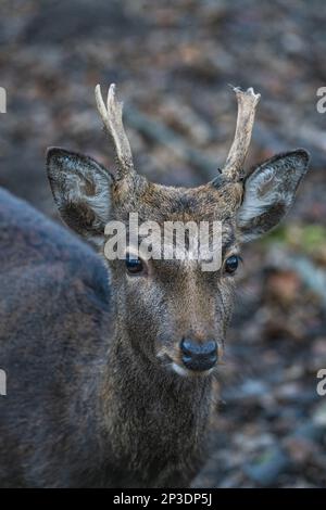 Nahaufnahme eines jungen Damhirsches Stockfoto