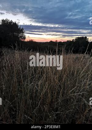 Blick auf den Sonnenuntergang über einer Wiese mit hohem Gras im Vordergrund. Stockfoto