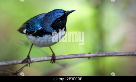 Eine Nahaufnahme eines Black-throated-Blue-Warbler auf einem Baumzweig während der Frühjahrswanderung bei Magee Marsh Stockfoto