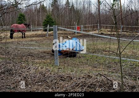 Pferde, die im Frühling hinter dem Zaun laufen Stockfoto