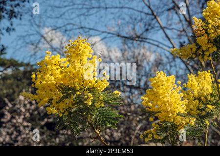 Ein leuchtender, fröhlicher Acacia Mimosa-Baum, der einen späten Februar-Morgen auf der Stonehouse Peninsula in Plymouth, Devon, erhellt. Stockfoto