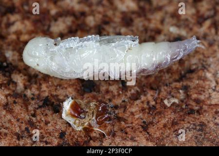 Detaillierte Nahaufnahme eines Schachkäfers, Tillus elongatus, Schachkäfers, Familie Cleridae. Das Entwicklungsstadium dieser Art: Pupa. Stockfoto