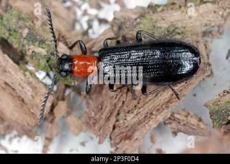 Detaillierte Nahaufnahme eines Schachkäfers, Tillus elongatus, Schachkäfers, Familie Cleridae. Entwicklungsstadium dieser Spezies: Adulte Insekten. Stockfoto