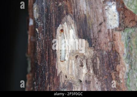 Detaillierte Nahaufnahme eines Schachkäfers, Tillus elongatus, Schachkäfers, Familie Cleridae. Das Entwicklungsstadium dieser Spezies: Larven. Stockfoto