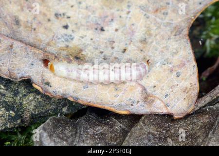Detaillierte Nahaufnahme eines Schachkäfers, Tillus elongatus, Schachkäfers, Familie Cleridae. Das Entwicklungsstadium dieser Spezies: Larven. Stockfoto