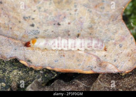Detaillierte Nahaufnahme eines Schachkäfers, Tillus elongatus, Schachkäfers, Familie Cleridae. Das Entwicklungsstadium dieser Spezies: Larven. Stockfoto