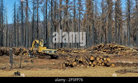 CAT 322 Tracklayer Forest Machine, Fersenausleger, Sortieren verbrannter Stämme, Waldbrandbeseitigung, Auswirkungen auf den jungen Douglas Fir, Ponderosa & Sugar Pine Forest. Stockfoto