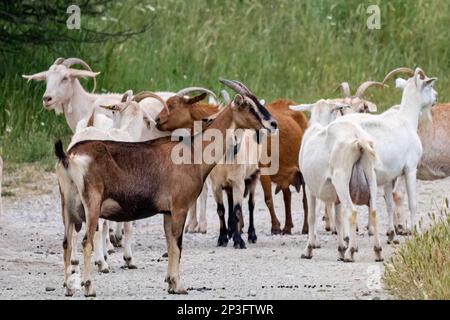 Eine Gruppe von Ziegen, die auf dem Feld weiden Stockfoto