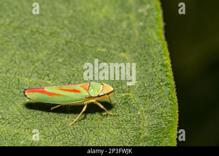 Rhododendron-Blattrichter - Graphocephala fennahi Stockfoto