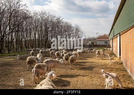 Schaf-Herde in der Koppel an einem sonnigen Tag Stockfoto