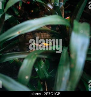 Goldener Giftpfeilfrosch. Das Foto wurde im Züricher Zoo gemacht. Stockfoto