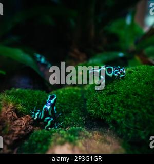 Der grün-schwarze Giftpfeilfrosch, auch bekannt als grün-schwarzer Giftpfeilfrosch und grüner Giftfrosch. Es ist ein hochgiftiges Tier. Das Foto Stockfoto