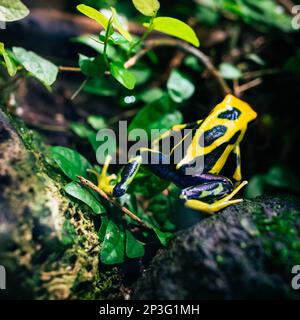 Der Giftpfeilfrosch ist bekannt für seine leuchtend farbige Haut – gelb auf dem Rücken und blau. Das Foto wurde im Zoo Zürich gemacht. Stockfoto