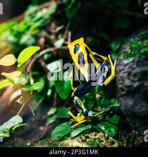 Der Giftpfeilfrosch ist bekannt für seine leuchtend farbige Haut – gelb auf dem Rücken und blau. Das Foto wurde im Zoo Zürich gemacht. Stockfoto