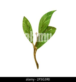 Aquarell-Lorbeerblatt. Abbildung zeigt den von Hand zu ziehenden Bereich. Kräuterobjekt isoliert auf weißem Hintergrund. Laurel-Zweig aus Lorbeerbaumkräutern Stockfoto