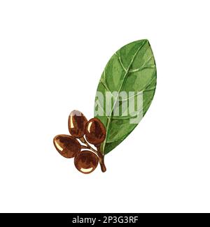 Aquarell-Lorbeerblatt. Abbildung zeigt den von Hand zu ziehenden Bereich. Kräuterobjekt isoliert auf weißem Hintergrund. Laurel-Zweig aus Lorbeerbaumkräutern Stockfoto
