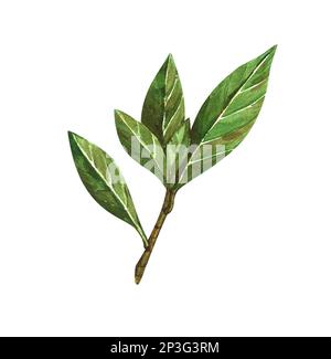 Aquarell-Lorbeerblatt. Abbildung zeigt den von Hand zu ziehenden Bereich. Kräuterobjekt isoliert auf weißem Hintergrund. Laurel-Zweig aus Lorbeerbaumkräutern Stockfoto