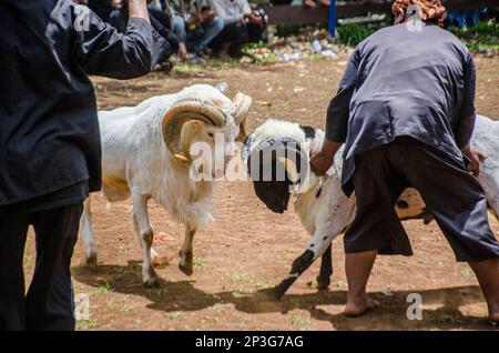 Bandung, Indonesien. 5. März 2023. Die Menschen sehen einen Rammbock kämpfen, der Teil der Sundaneser Kultur ist, in Cimenyan Village, Bandung, West Java, Indonesien, 5. März 2023. Kredit: Septianjar Muharam/Xinhua/Alamy Live News Stockfoto