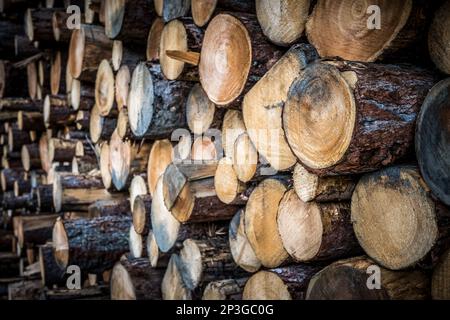 Großer Holzstapel mit Pinienstämmen, Holzeinschlag und Holzproduktion am Grossglockner Pass in Österreich Stockfoto