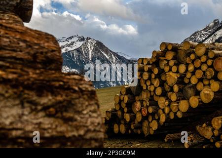 Großer Holzstapel mit Pinienstämmen, Holzeinschlag und Holzproduktion am Grossglockner Pass in Österreich Stockfoto