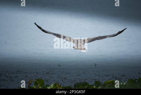 Der schwarze Drachen ist ein mittelgroßer Raubvogel von accipitridae Stockfoto