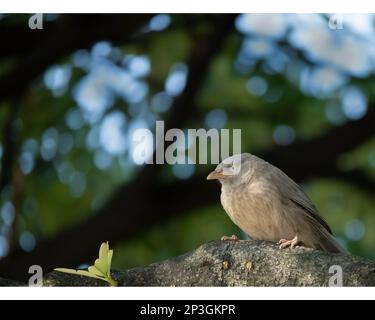 Dschungelbabbler sind gesellige Vögel, die in einer kleinen Gruppe ernähren Stockfoto