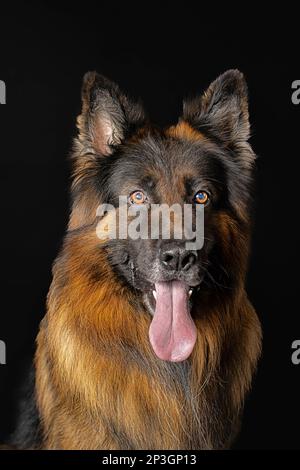 Deutscher Schäferhund mit schwarzem Hintergrund Stockfoto