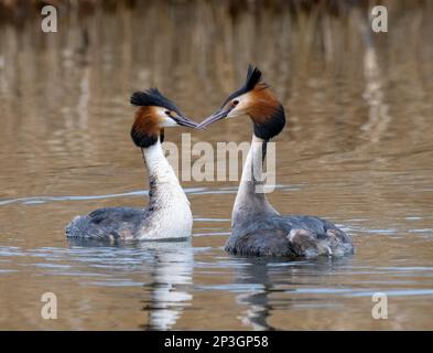 Ein elegantes Paar Great Crested Grebes (Podiceps cristatus) schwimmen auf einem See vor einem Schilfbett in Fleetwood, Blackpool, Lancashire, Großbritannien Stockfoto