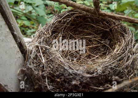 Leere Vögel nisten auf einem Fenstervorsprung, gewebt aus Stöcken, Schlamm und getrocknetem Gras. Blick von oben nach innen. UK. Stockfoto